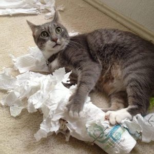 😺 How Much Of A Cat Person Are You? Quiz Tear it up