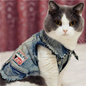 😺 How Much Of A Cat Person Are You? Quiz Yes, one