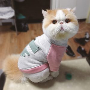 😺 How Much Of A Cat Person Are You? Quiz Yes, more than one