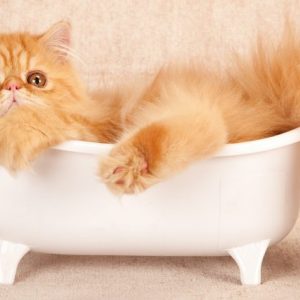 😺 How Much Of A Cat Person Are You? Quiz Taking a bath