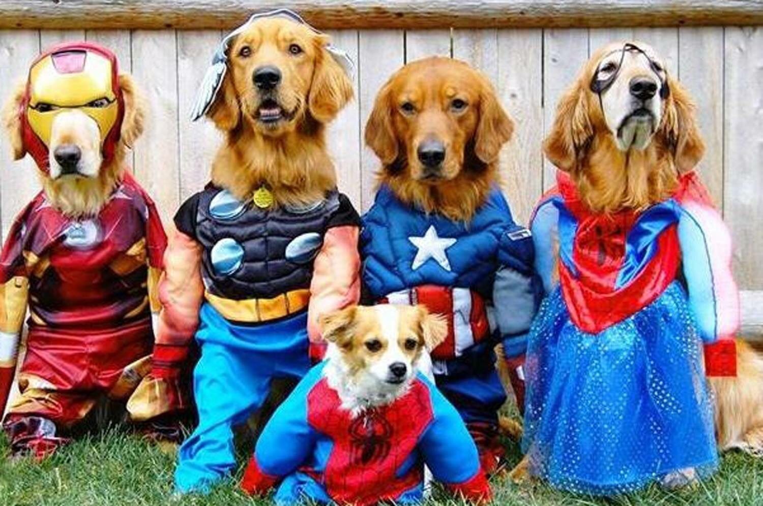 What Halloween Costume Should You Wear This Year? Dogs In Superhero Costumes