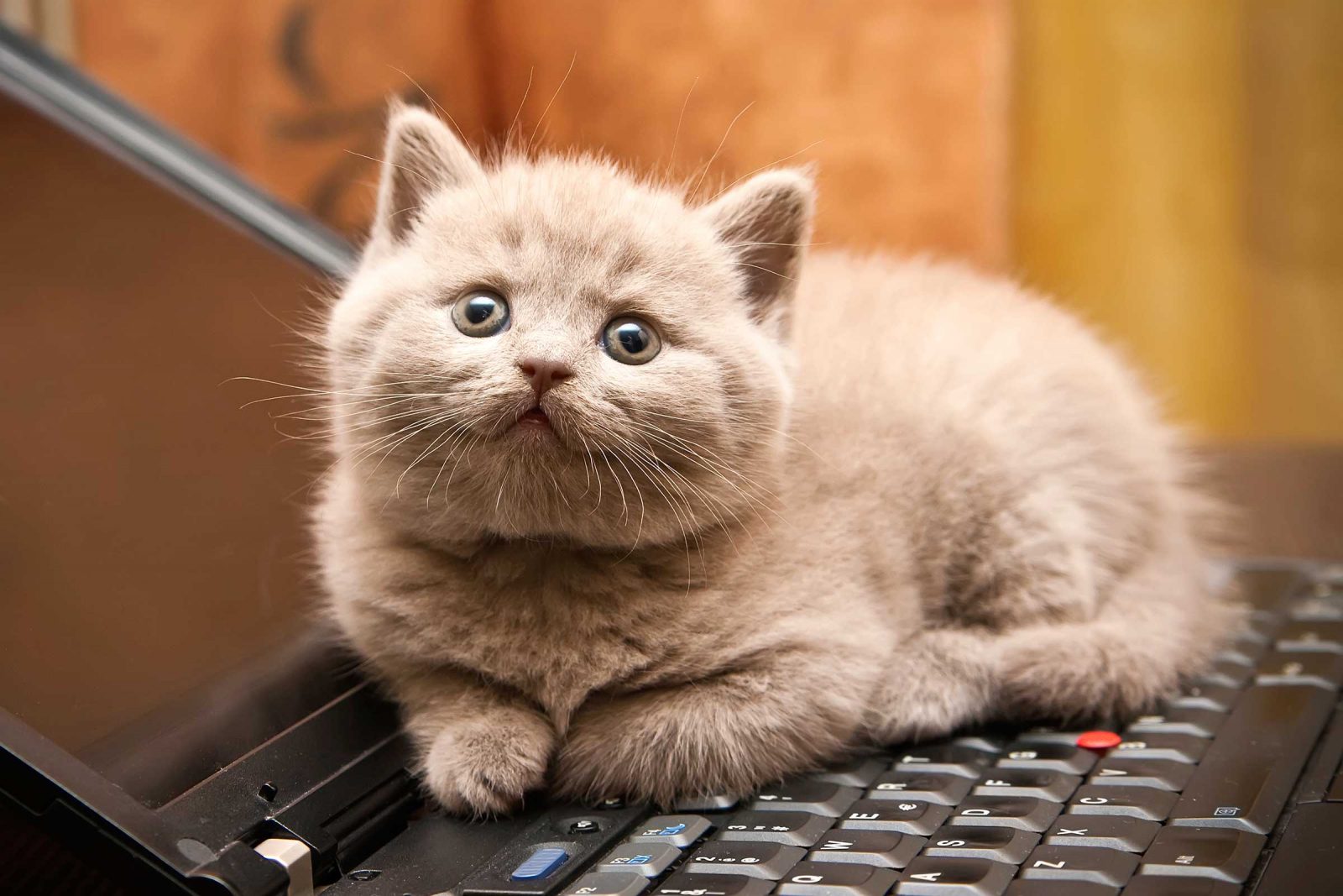 Are You A Cat Person? Cat Kitten On Laptop Computer
