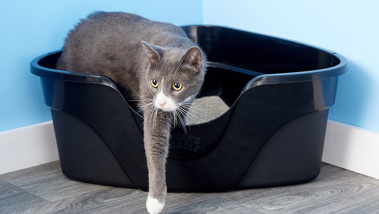 🐱 Is Your Cat Secretly Plotting Against You? Cat Litter Box