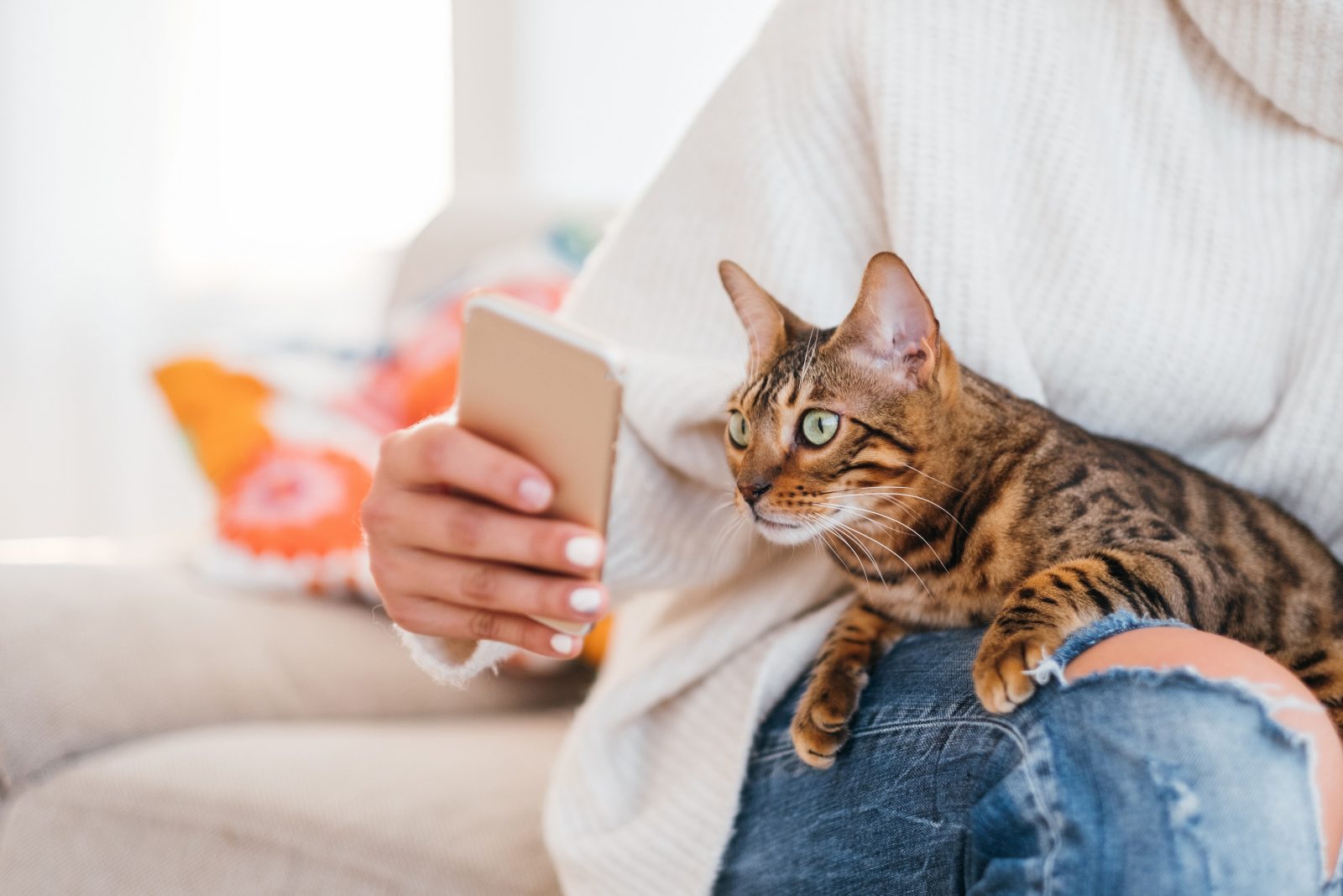 😺 How Much of a Cat Person Are You? Cat On Phone