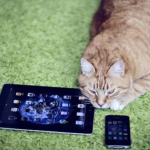 😺 How Much Of A Cat Person Are You? Quiz Yes