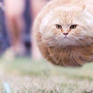 😺 How Much Of A Cat Person Are You? Quiz Running