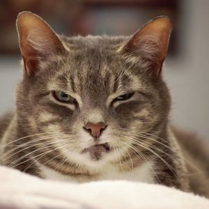😺 How Much Of A Cat Person Are You? Quiz I tried, they don\'t like it