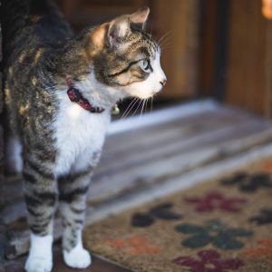 Live As A Cat For A Day To Find Out What % Evil You Are Quiz Follow it around curiously