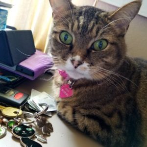 Live As A Cat For A Day To Find Out What % Evil You Are Quiz Sit on top of their keys so they can\'t find them