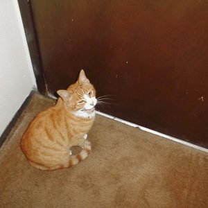 Live As A Cat For A Day To Find Out What % Evil You Are Quiz Sit patiently by the door to be petted as they leave