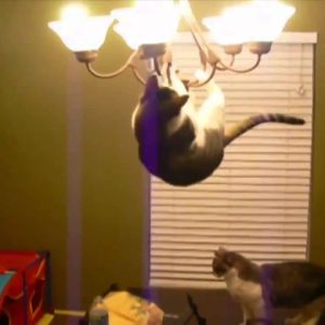 Live As A Cat For A Day To Find Out What % Evil You Are Quiz Chandelier