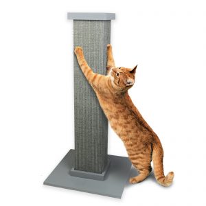 Live As A Cat For A Day To Find Out What % Evil You Are Quiz An actual scratching post