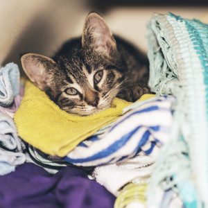Are You A Cat Person? Quiz No but my cat has clothing with my picture on it