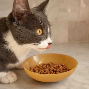 Live As A Cat For A Day To Find Out What % Evil You Are Quiz Dry food