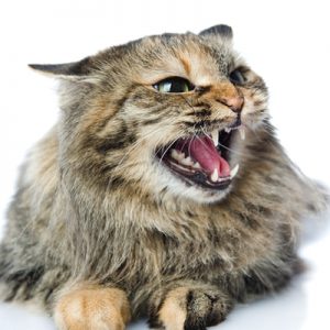 Live As A Cat For A Day To Find Out What % Evil You Are Quiz Hiss and arch my back