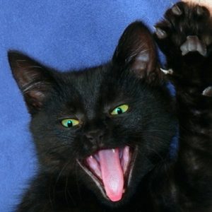 If You Score 14/15 on This Riddle Quiz, You’re Smarter Than the Average Person A frightened cat