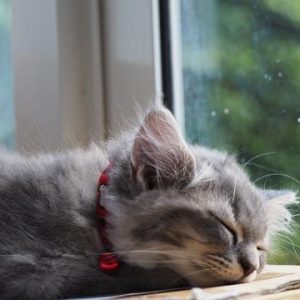 😺 How Much Of A Cat Person Are You? Quiz Sleeping