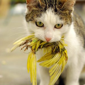 Live As A Cat For A Day To Find Out What % Evil You Are Quiz Bring them a dead bird
