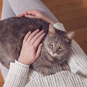 Live As A Cat For A Day To Find Out What % Evil You Are Quiz Sit in their lap