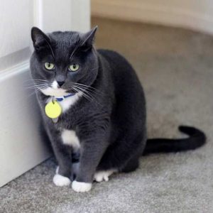Are You A Cat Person? Quiz Yes