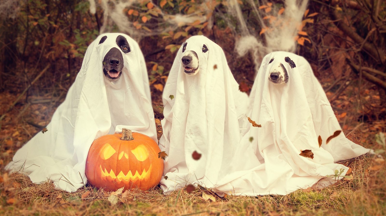 What Halloween Costume Should You Wear This Year? Dog Halloween Costumes
