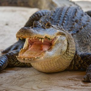 Spend Your Last Day on Earth and We’ll Tell You How You Will Die Wrestle an alligator