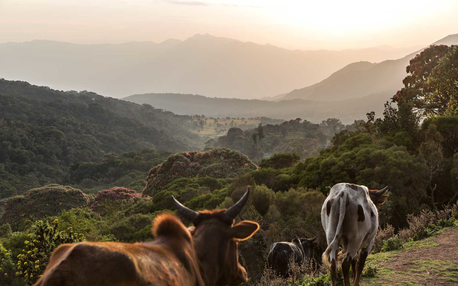 Ethiopia