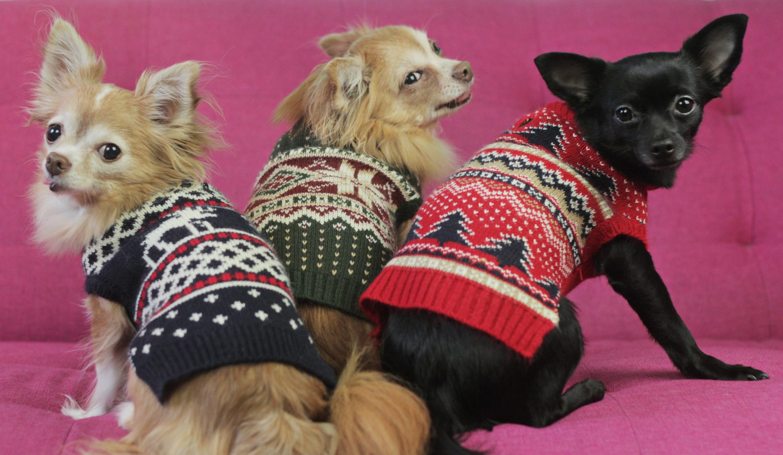 🐶 Pick Your Favorite Dog Breeds and We’ll Tell You Your Personality dog Xmas sweaters