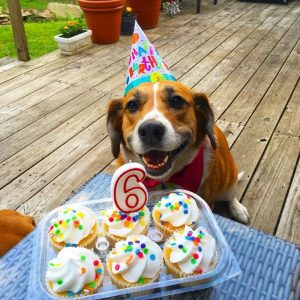 🎉 Plan a Party and We’ll Tell You What Kind of Friend You Are Only pets may attend