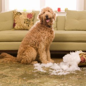 🐕 How Much of a Dog Person Are You? It tears up furniture
