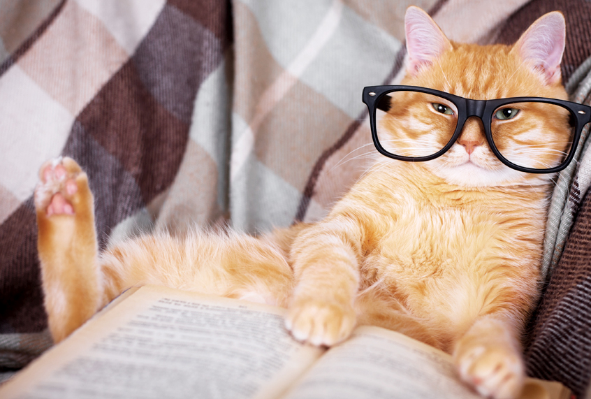 Do You Have as Much Vocabulary as You Think You Do? Clever cat In glasses