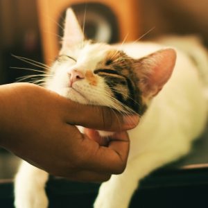 😺 How Much Of A Cat Person Are You? Quiz Rarely