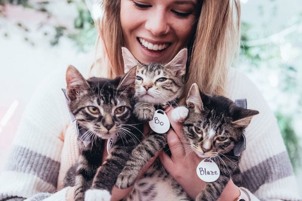 You're 100% a Cat Person! 😺 How Much of a Cat Person Are You?