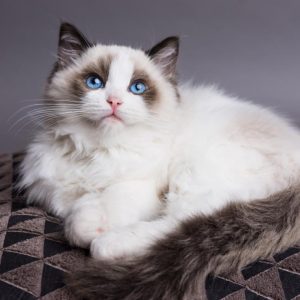 😺 How Much Of A Cat Person Are You? Quiz No