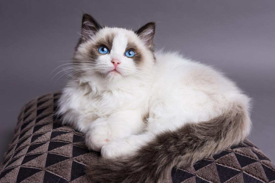 Are You A Cat Person? Ragdoll Cat