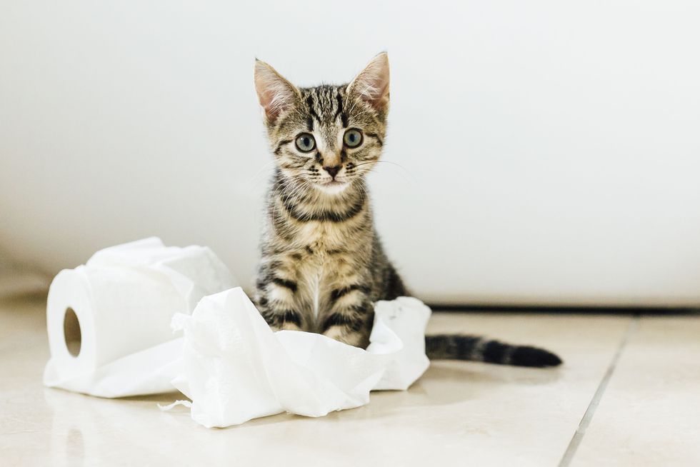This Grammar Quiz May Seem Simple, But How Well Can You Score? Cat With Toilet Paper