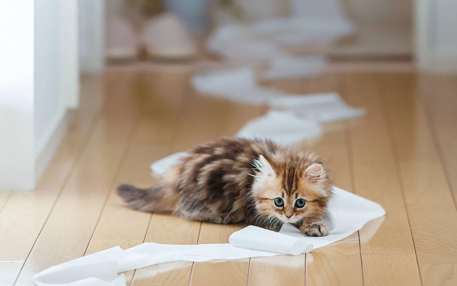 How Often You 🧽 Clean These Things Will Reveal How 🧼 Gross Your Home Is Cat With Toilet Paper