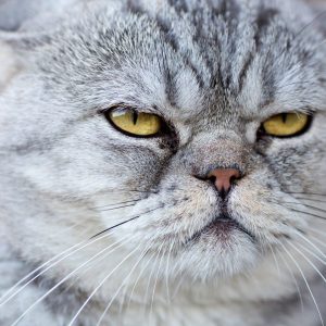 😺 How Much Of A Cat Person Are You? Quiz No
