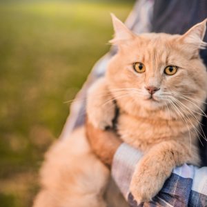 Only Millennials Will Know the Definition of These Words Hanging out with their cat