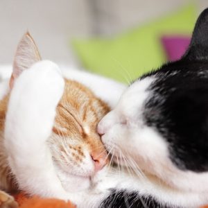 Live As A Cat For A Day To Find Out What % Evil You Are Quiz Groom it