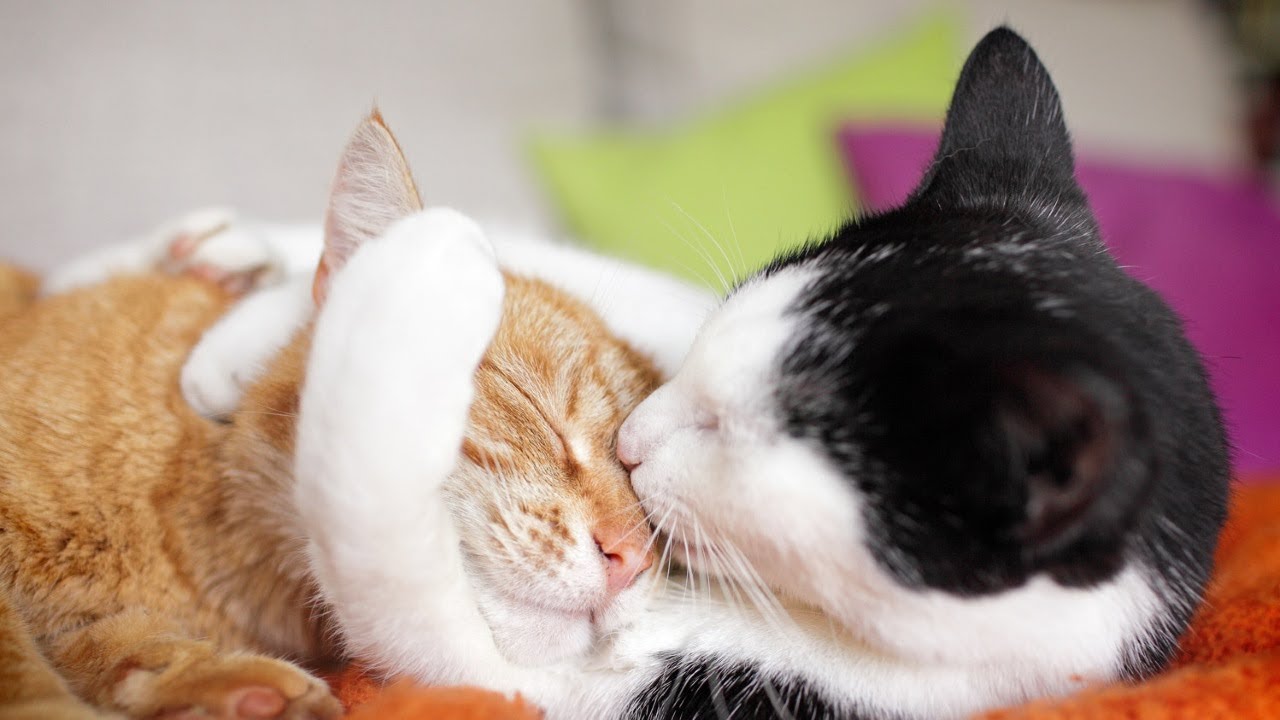 Only Scholars Can Pass This Random History Quiz. Can You? Cats Grooming Each Other