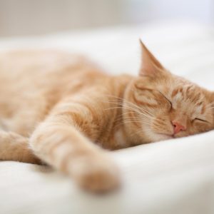 Are You A Cat Person? Quiz Nap