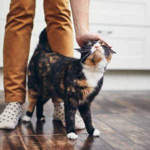Live As A Cat For A Day To Find Out What % Evil You Are Quiz Walk around their legs as they are trying to get ready for work