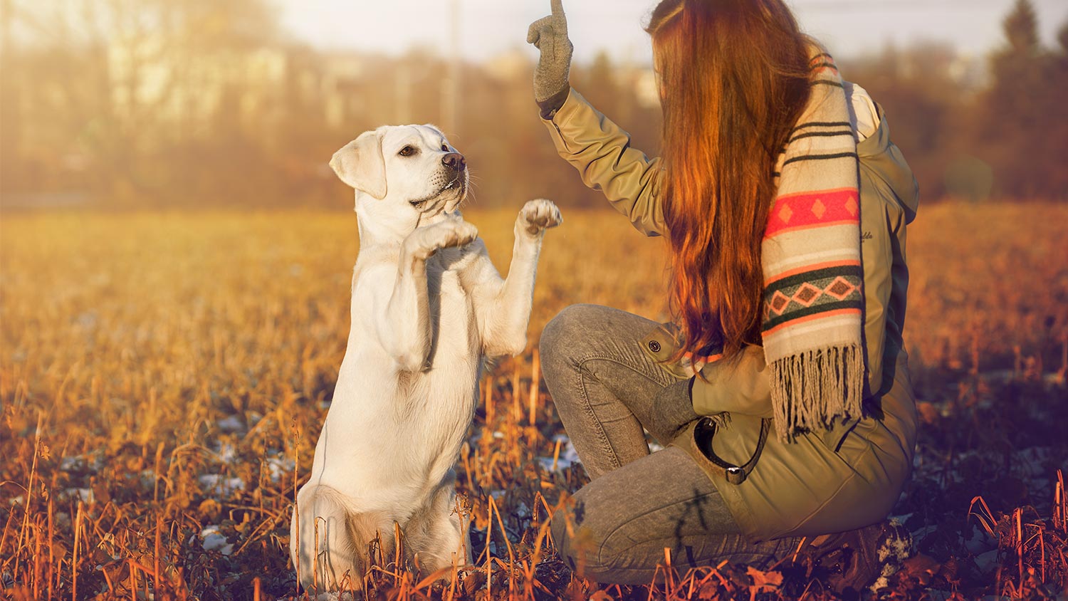 Are You More Logical or Emotional? Pet Dog Owner