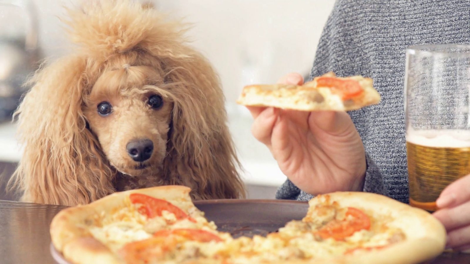 🐕 How Much of a Dog Person Are You? Dog Looking At Food