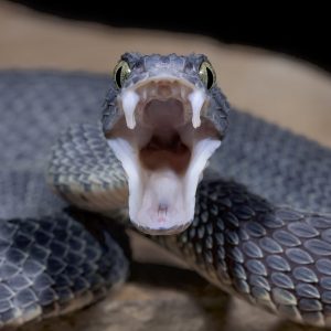 Can You Pass This “Jeopardy!” Trivia Quiz About Animals? What is a snake?