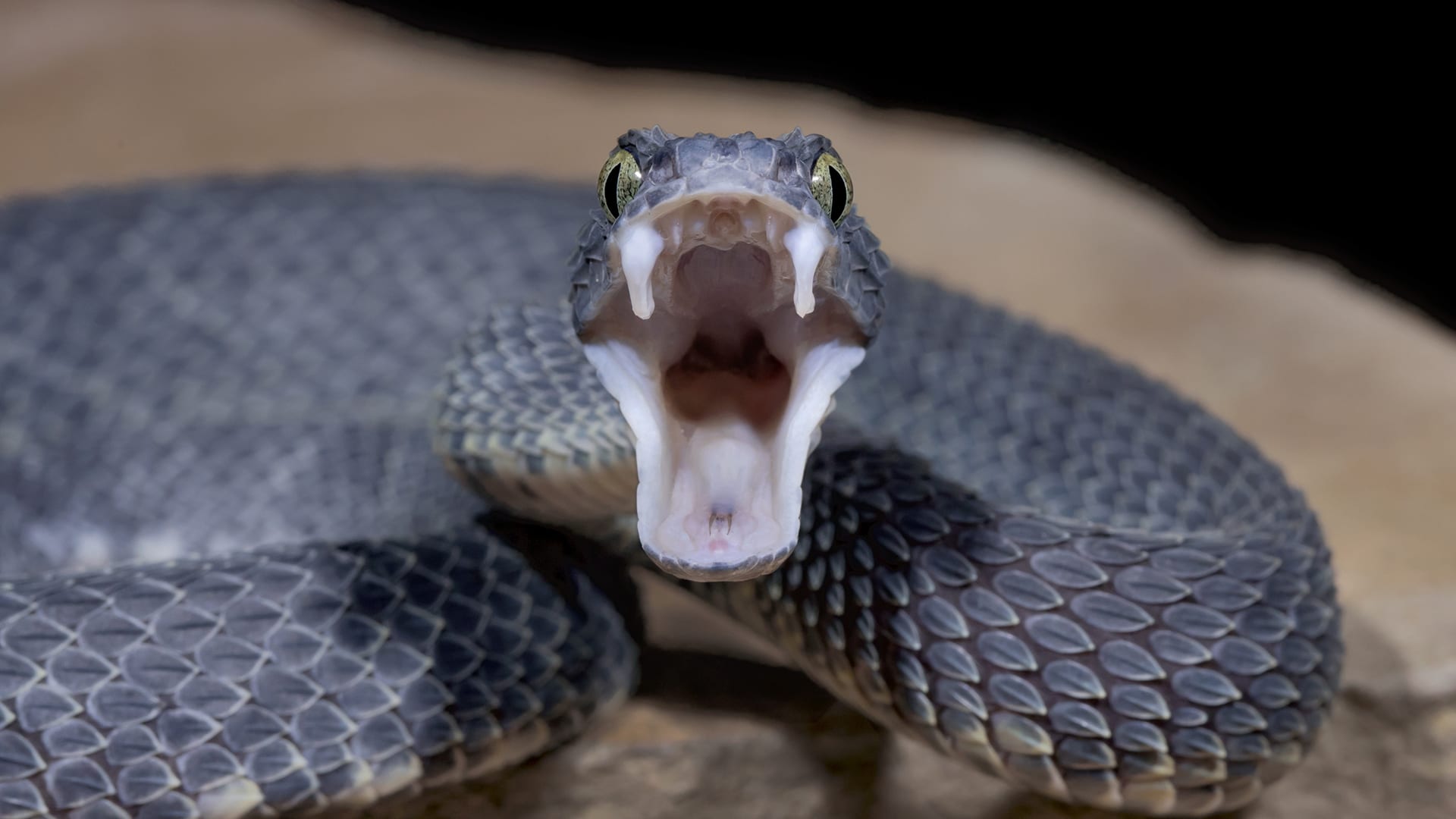 You Have 15 Questions to Prove You Have a Ton of General Knowledge Venomous Snakes Istock Mark Kostich