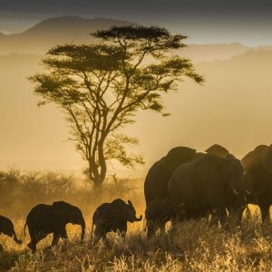 Fall Activities Quiz Visit a wildlife sanctuary