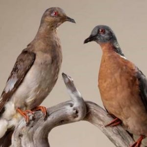 How Much Of A Random Knowledge Know-It-All Are You? Quiz Passenger pigeon
