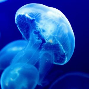 Alphabet Animals Pet Quiz Jellyfish